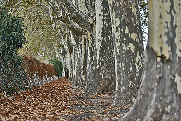 Spanien, Mallorca, Birke in Valldemossa - MAEF004907