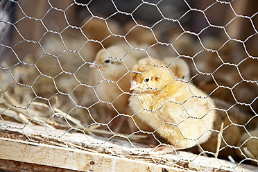 Spanien, Mallorca, Sineu, Huhn im Käfig auf dem Markt - MAEF004940