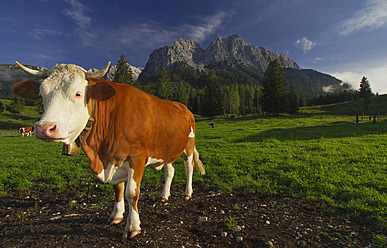 Deutschland, Bayern, Kuh vor Alpen stehend - VDSF000008