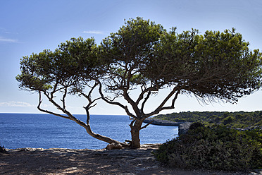 Spanien, Mallorca, Großer Nadelbaum in Cala Pi - MAEF004962