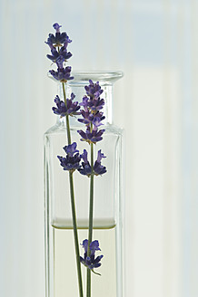 Close up of lavender oil with lavender in glass vase - ASF004625