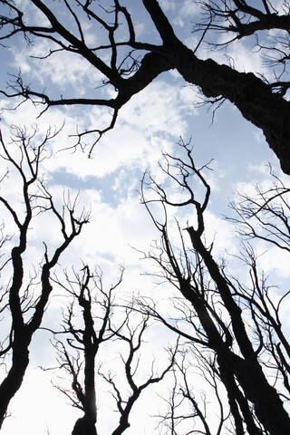 Spanien, Verbrannte Bäume gegen den Himmel, lizenzfreies Stockfoto