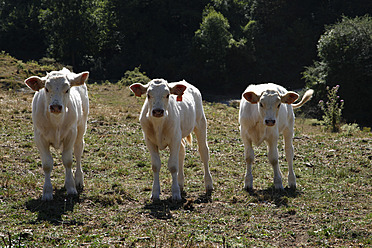 Spanien, Kühe auf einer Wiese stehend - JMF000229