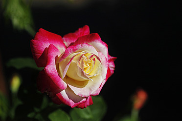 Red and white rose against dark background - JTF000001