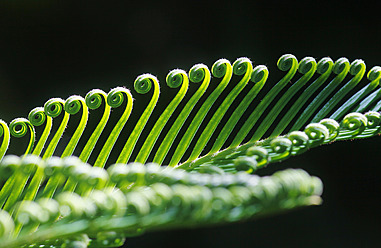 Germany, Close up of forest fern in springtime - JTF000002