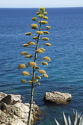 Spanien, Kaktuspflanze am Atlantischen Ozean - JMF000239