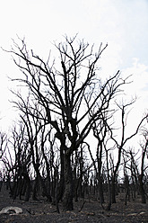 Spain, View of burnt forest - JMF000242