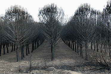 Spain, View of burnt forest - JMF000243