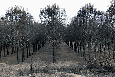 Spanien, Blick auf verbrannten Wald - JMF000243