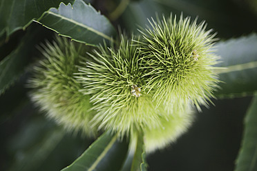 Italy, Close up of chestnuts on twig - JTF000008