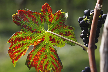Deutschland, Nahaufnahme eines Weinblatts mit Trauben im Herbst - JTF000017