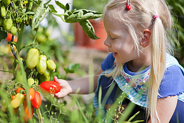 Deutschland, Bayern, Mädchen pflückt Tomaten im Garten - HSIYF000010