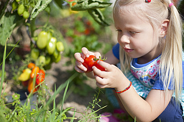 Deutschland, Bayern, Mädchen pflückt Tomaten im Garten - HSIYF000012