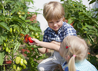 Germany, Bavaria, Boy and girl picking tomatoes in garden - HSIYF000013