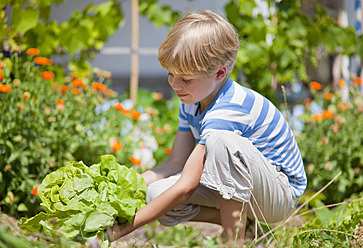 Deutschland, Bayern, Junge pflückt Salat im Garten - HSIYF000023