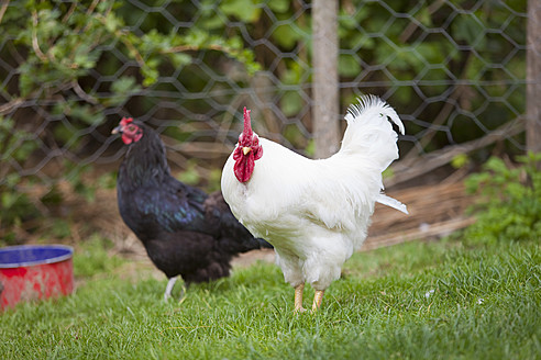 Deutschland, Bayern, Huhn auf dem Bauernhof - HSIYF000111