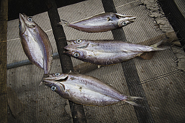 Philippinen, Fischtrocknung in der Sonne - MBEF000508