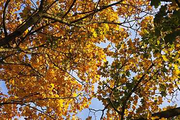 Deutschland, Sachsen, Ahornbaum im Herbst gegen den Himmel - JTF000079