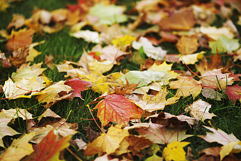 Germany, Saxony, Maple leaves and foliage in autumn - JTF000077