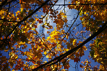 Deutschland, Sachsen, Ahornbaum im Herbst gegen den Himmel - JTF000076