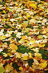 Germany, Saxony, Maple leaves and foliage in autumn - JTF000075