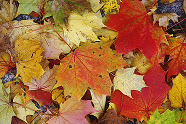 Germany, Saxony, Maple leaves and foliage in autumn - JTF000074