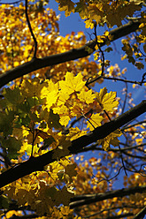 Deutschland, Sachsen, Ahornbaum im Herbst gegen den Himmel - JTF000073