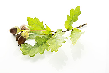 Acorn with oak leaf on white background - MAEF005066