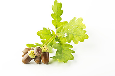 Acorn with oak leaf on white background - MAEF005067