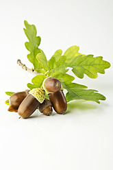 Acorn with oak leaf on white background - MAEF005068