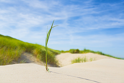 Netherlands, Grass growing on sand dunes - CPF000002