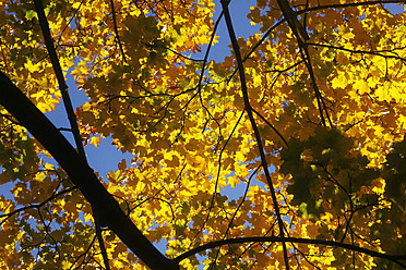 Germany, Saxony, Maple tree in autumn against sky - JTF000064