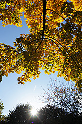 Deutschland, Sachsen, Ahornbaum im Herbst - JTF000065