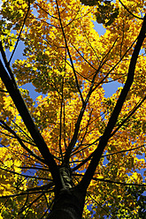 Germany, Saxony, Maple tree in autumn against sky - JTF000066