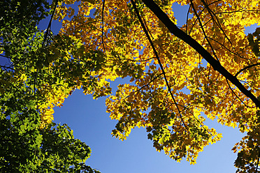 Deutschland, Sachsen, Ahornbaum im Herbst gegen den Himmel - JTF000067