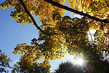 Deutschland, Sachsen, Ahornbaum im Herbst gegen den Himmel - JTF000068