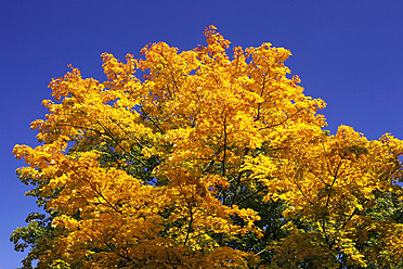 Deutschland, Sachsen, Ahornbaum im Herbst gegen den Himmel - JTF000069