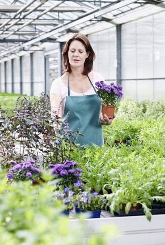 Deutschland, Bayern, München, Reife Frau im Gewächshaus mit Asterpflanzen, lizenzfreies Stockfoto