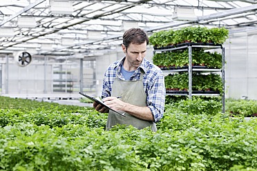 Germany, Bavaria, Munich, Mature man examining parsley plants in greenhouse - RREF000025