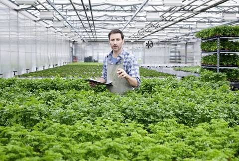 Germany, Bavaria, Munich, Mature man in greenhouse between parlsey plants with clip board stock photo