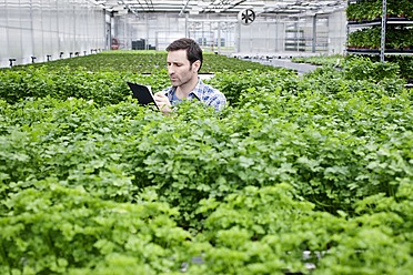 Germany, Bavaria, Munich, Mature man in greenhouse between parlsey plants with clip board - RREF000028