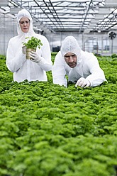 Germany, Bavaria, Munich, Scientists in greenhouse examining parsley plant - RREF000032