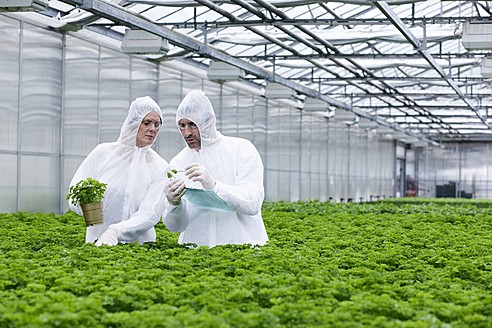 Germany, Bavaria, Munich, Scientists in greenhouse examining parsley plant - RREF000033