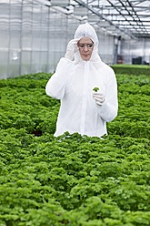 Germany, Bavaria, Munich, Scientist examining parsley plants in greenhouse - RREF000034