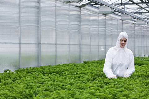 Germany, Bavaria, Munich, Scientist examining parsley plants in greenhouse stock photo