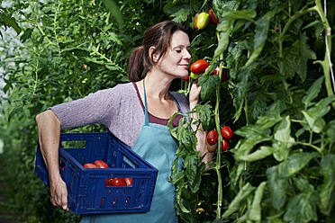 Deutschland, Bayern, München, Reife Frau erntet Tomaten im Gewächshaus - RREF000040