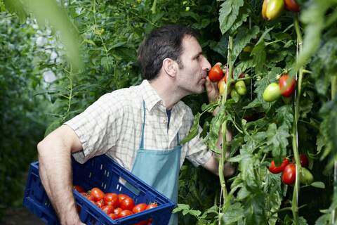 Deutschland, Bayern, München, Älterer Mann erntet Tomaten im Gewächshaus, lizenzfreies Stockfoto