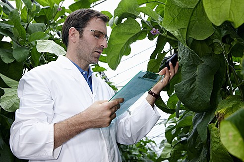 Deutschland, Bayern, München, Wissenschaftlerin im Gewächshaus bei der Untersuchung von Auberginenpflanzen - RREF000049