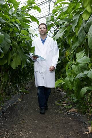 Germany, Bavaria, Munich, Scientist in greenhouse walking between aubergine plants stock photo