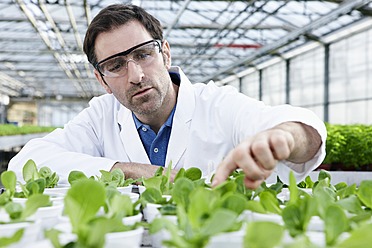 Deutschland, Bayern, München, Wissenschaftlerin im Gewächshaus bei der Untersuchung von Feldsalatpflanzen - RREF000057